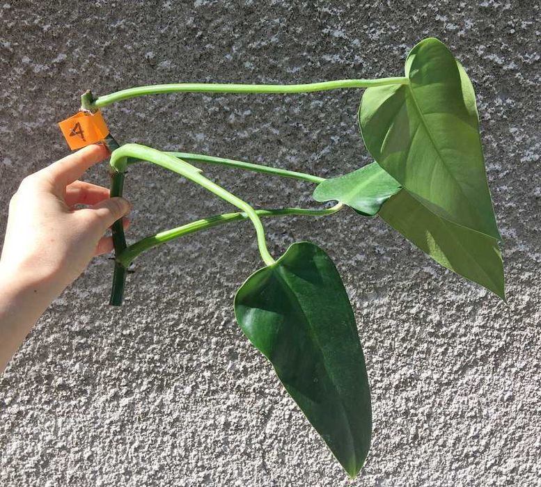 Philodendron filodendron Emerald Queen sadzonka cięta nr 4