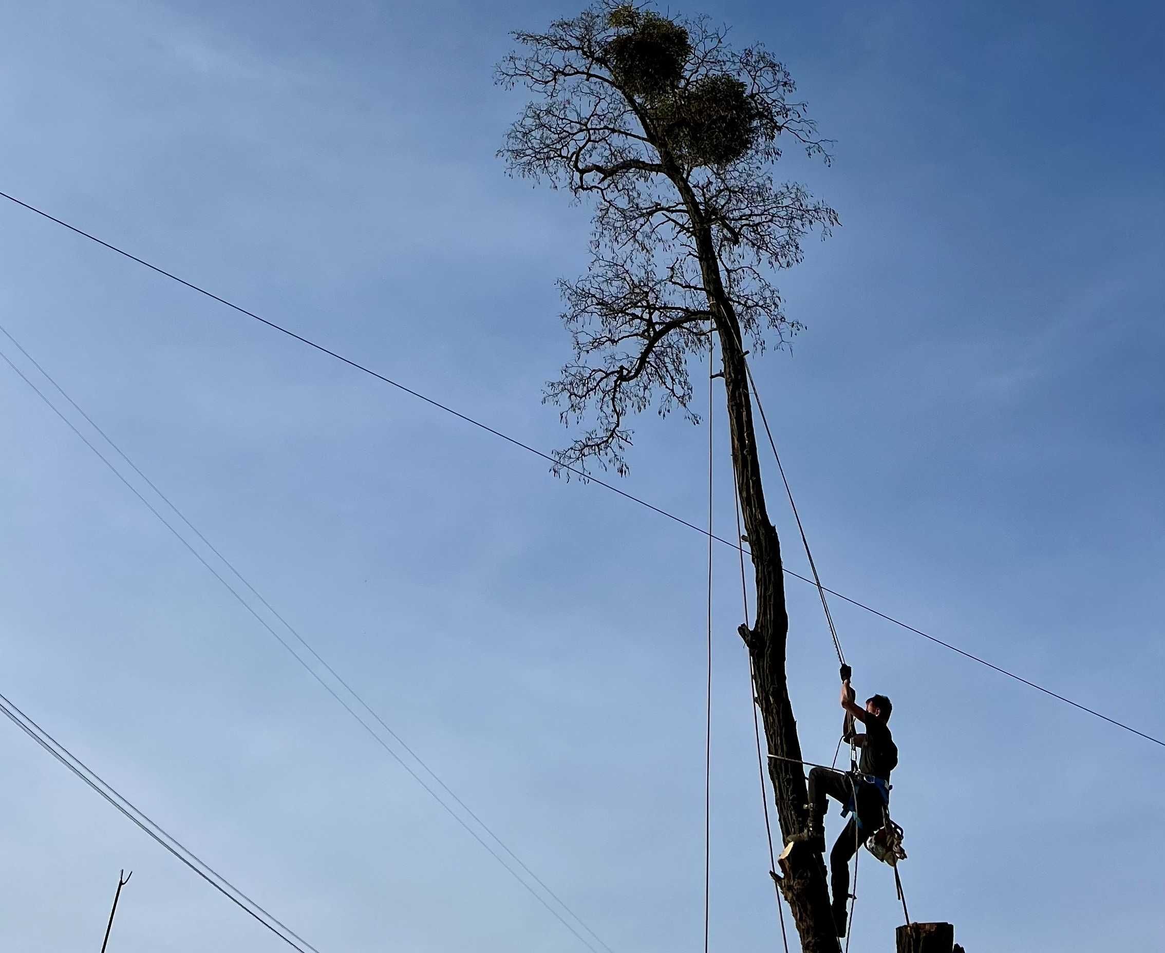 Зрізання обрізка кронування аварійних дерев різної складності