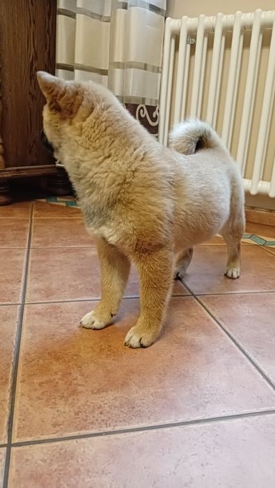 Shiba Inu czerwona suczka Wrzosowa Zagroda FCI ZKwP