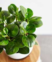 Пеперомия туполистная вариагатная / Peperomia obtusifolia