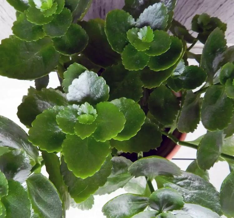 Каланхое   дітки