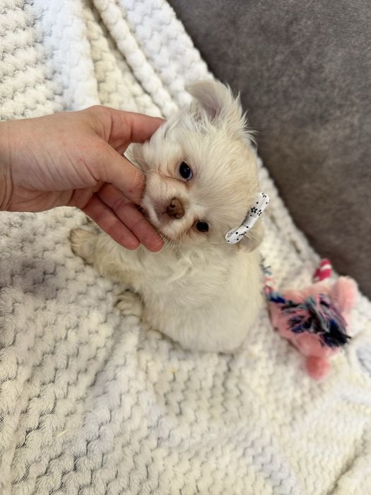 Chihuahua Russo macho mini pêlo comprido