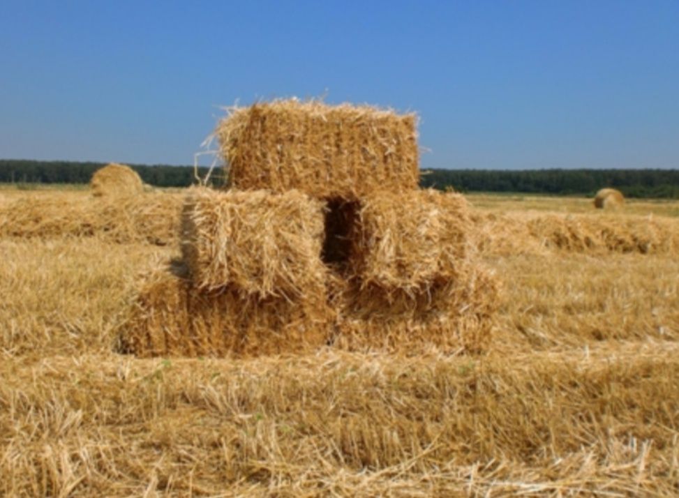 Продам тюкі зі соломи пшеничної