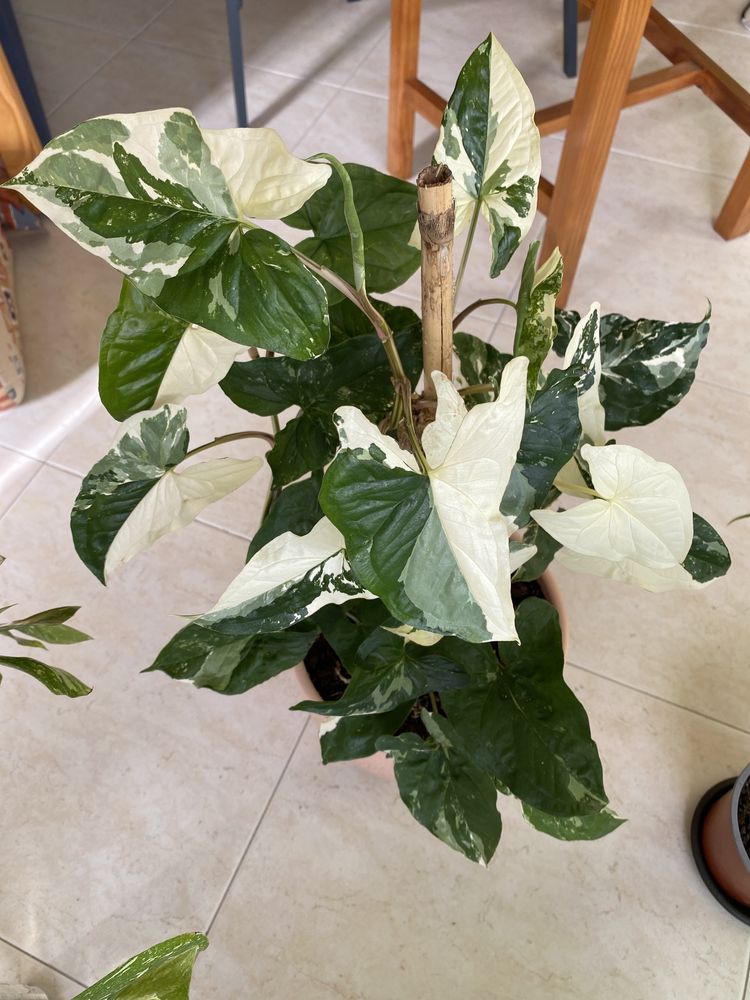 Syngonium Albo Variegata (cutting fresco)