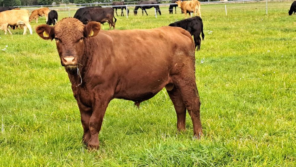 Buhaj Angus Czerwony Dofinansowanie ARIMR do końca listopada