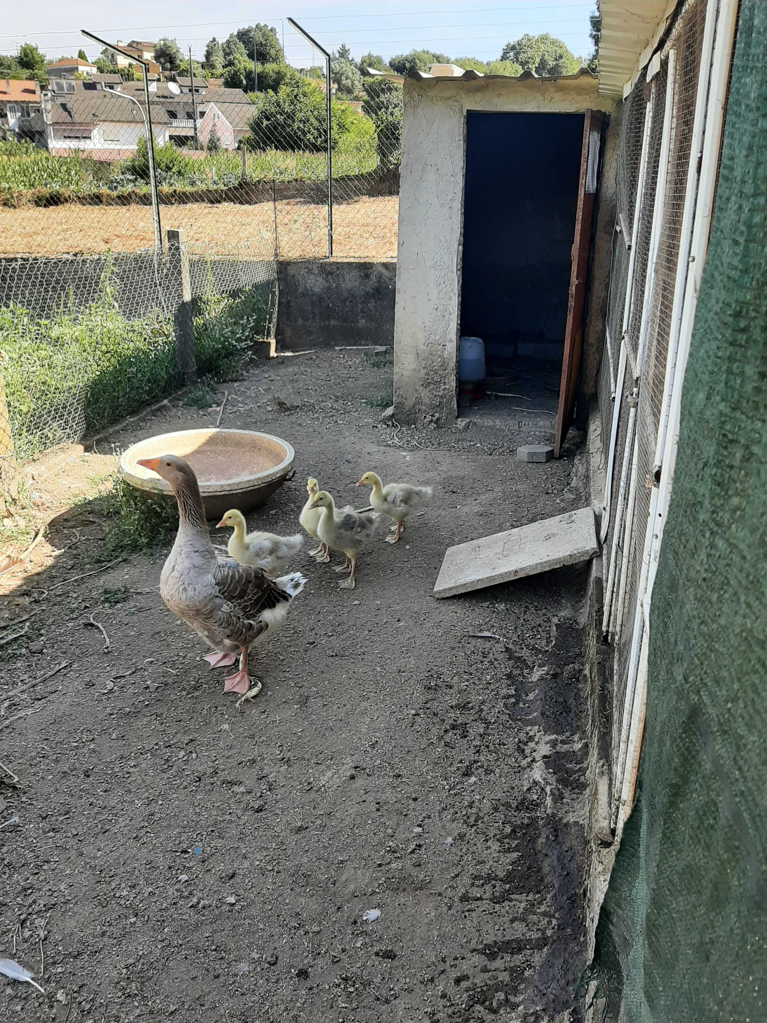 Ganços sinaleiros