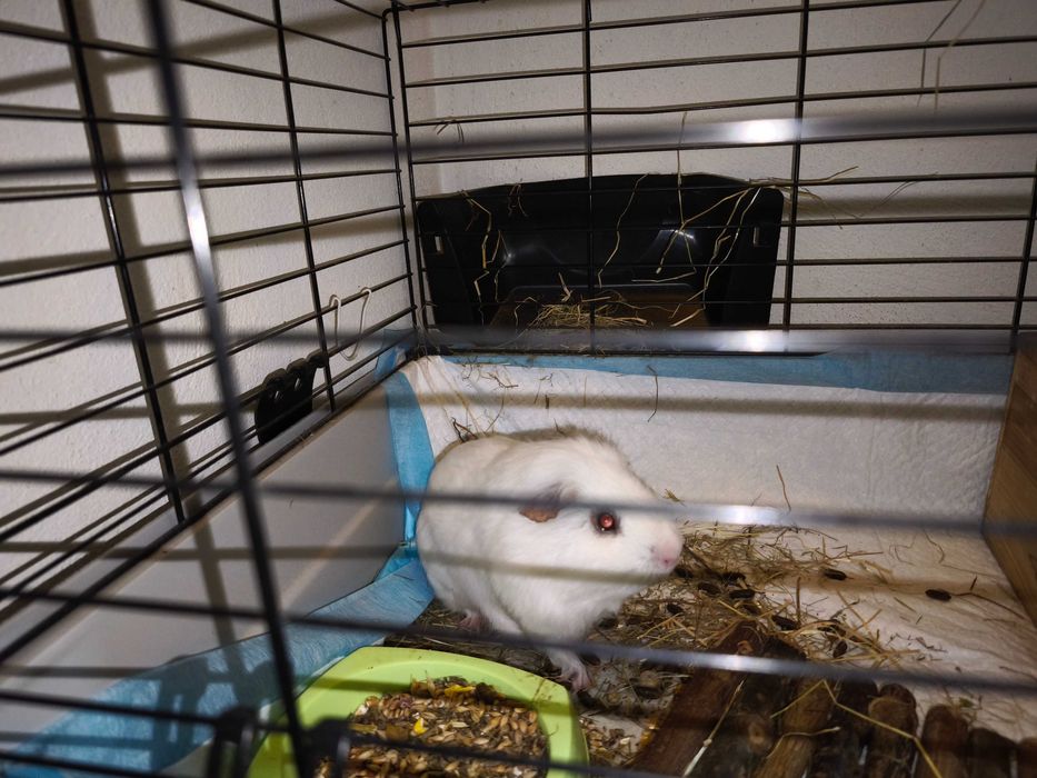 Gaiola c/  + Ofertas