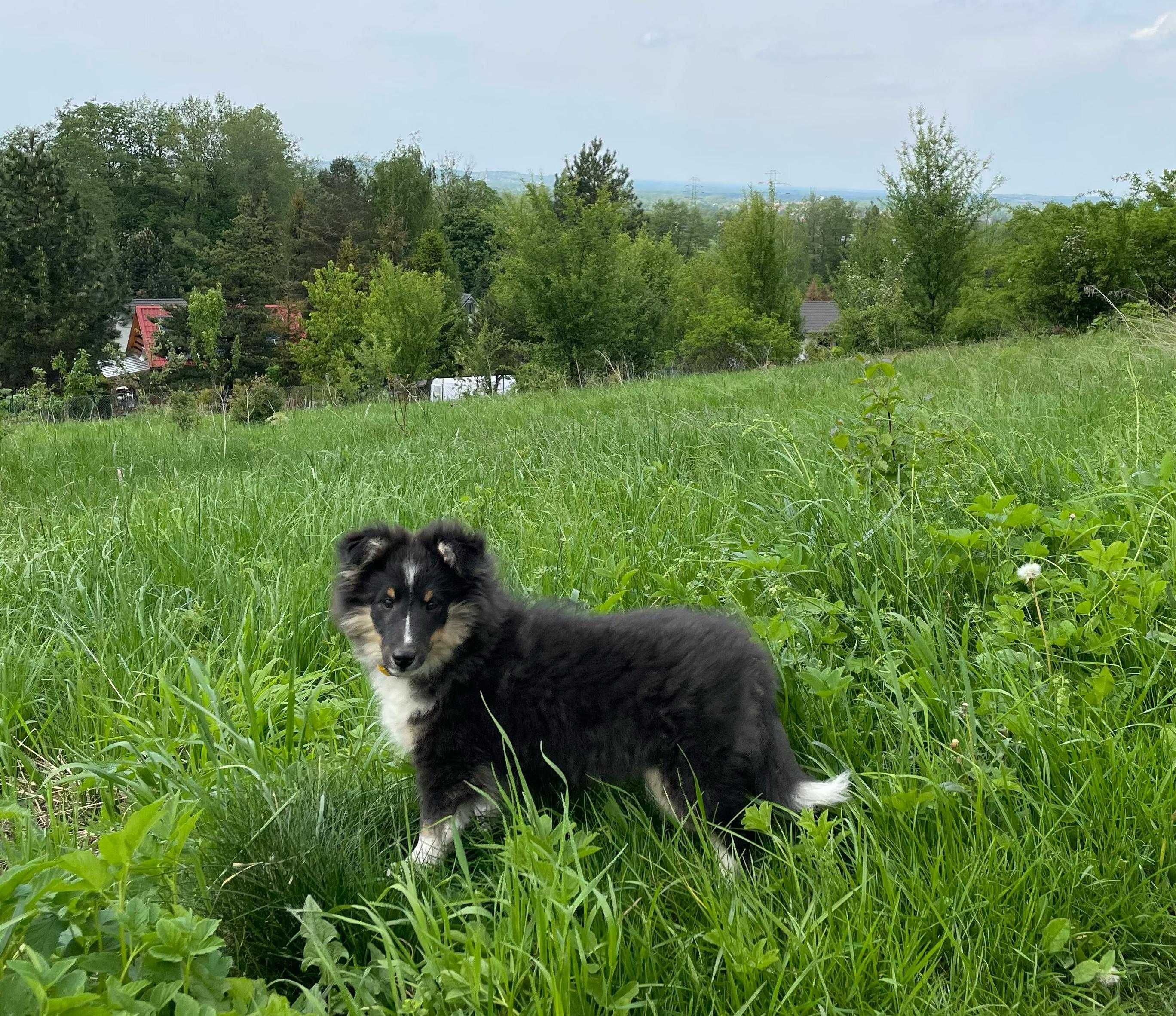 owczarek szetlandzki, sheltie, shetland sheepdog, piesek, ZKwP, FCI