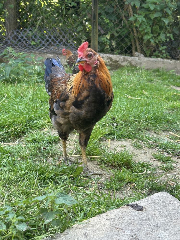 Kogut Zielononóżka