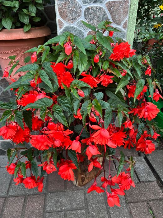 Begonia pendula wieloletni kwiat balkonowy