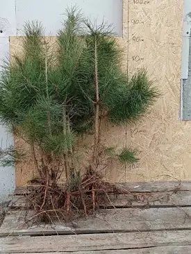 Sadzonki drzew sosna, brzoza, dąb. Osika. Olszyna