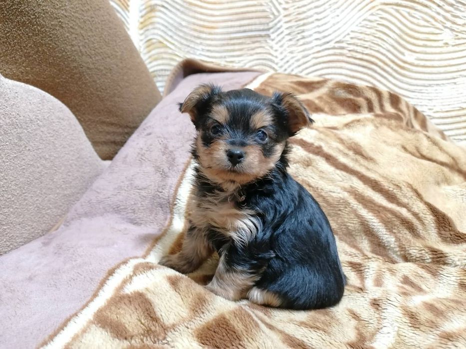 Йоркширський тер'єр