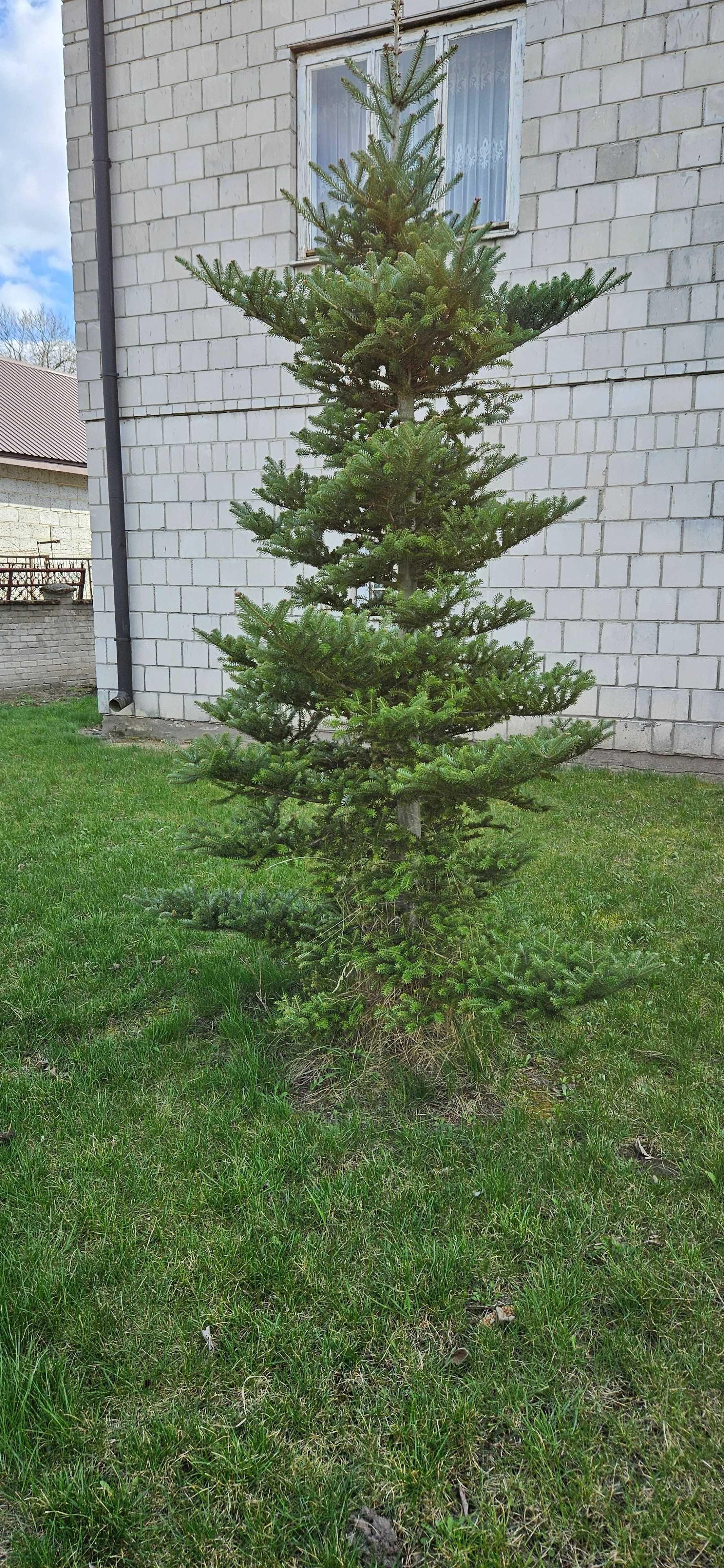 Choinki świerki jak na zdjęciu