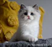 Kotka RAGDOLL, jaśniutka, blue bicolour, rodowód FIFE
