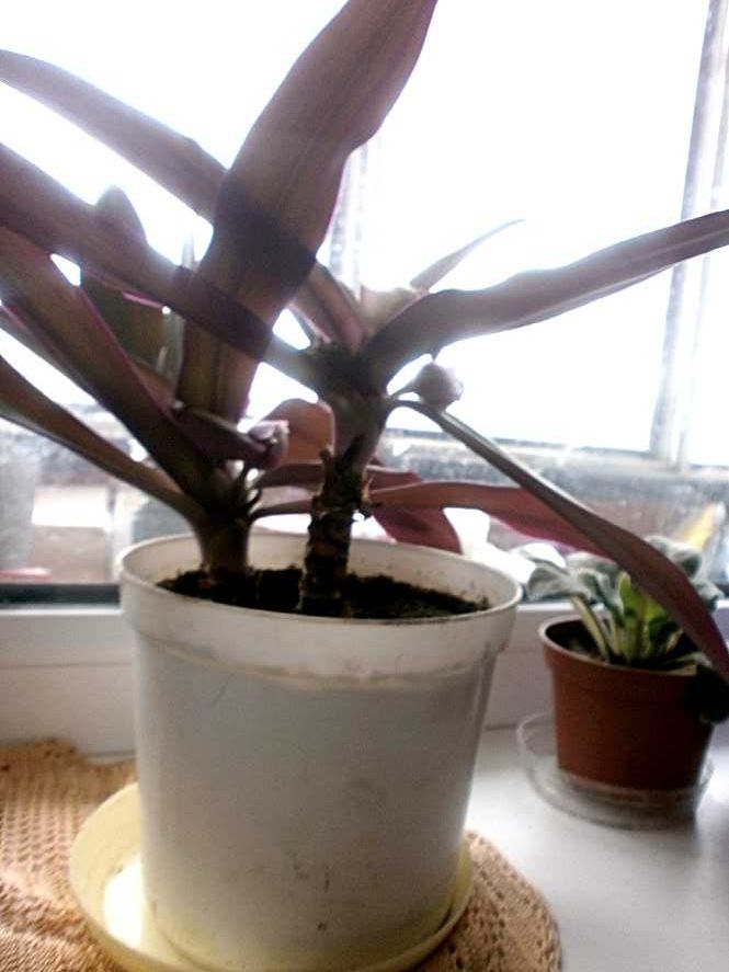 Комнатное растение цветок Рео или Традесканция покрывальчатая