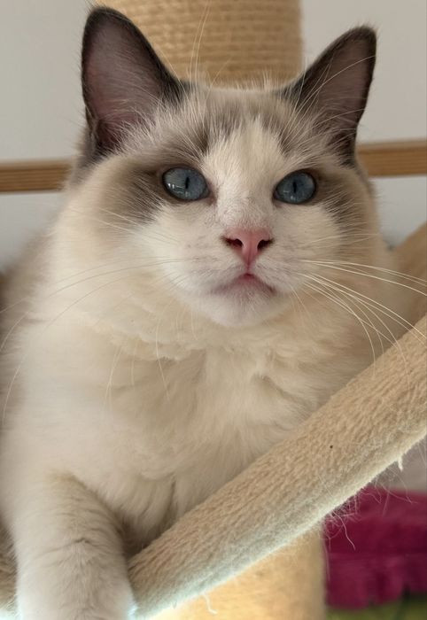 Kotka Ragdoll blue bicolor FPL