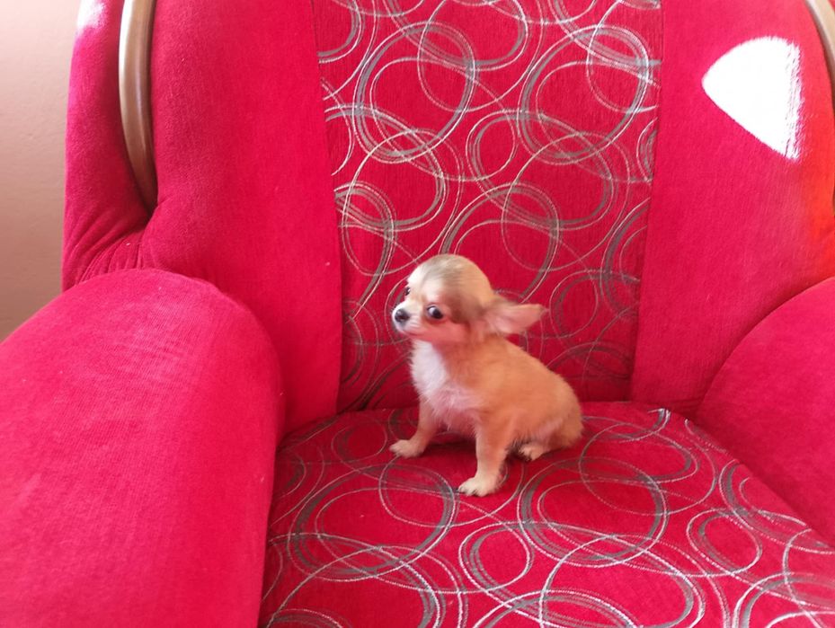 Chihuahua szczeniak suczka