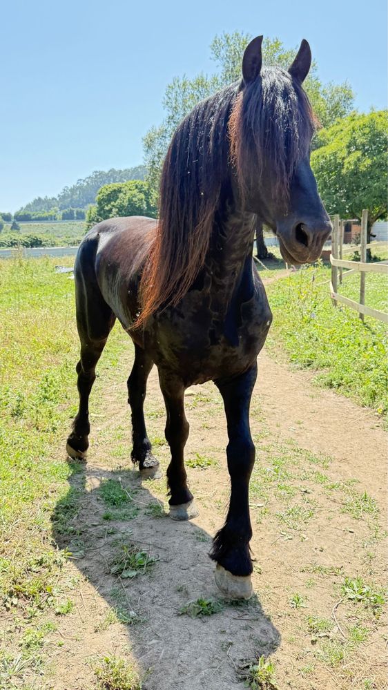 Cavalo Frisio Puro com Papeis de pura