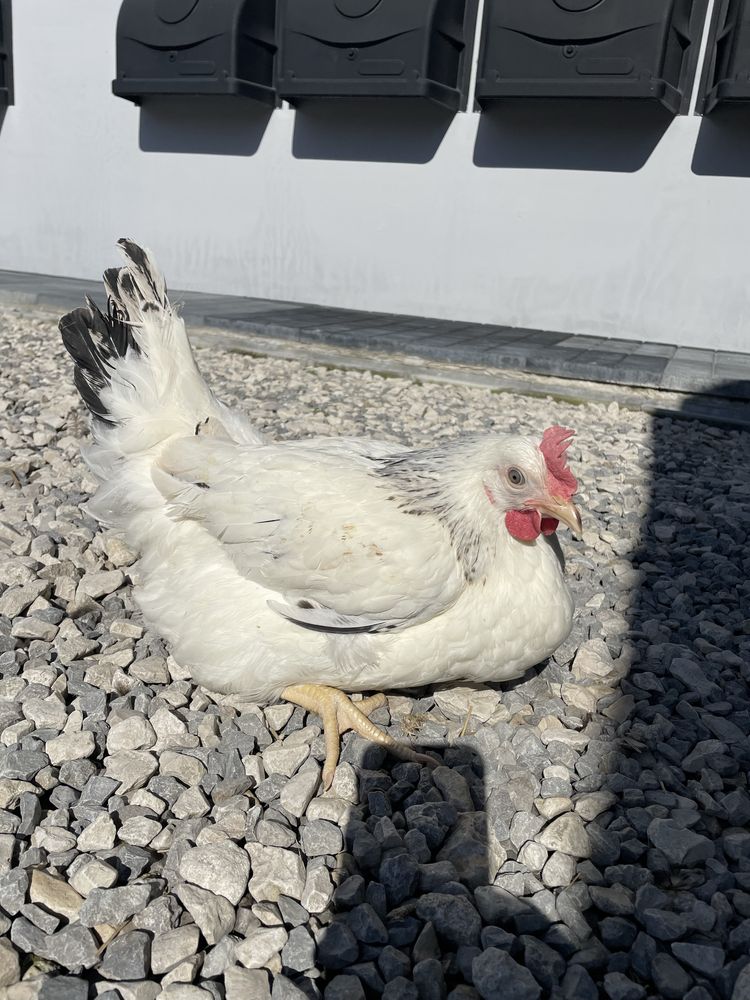 Kokoszki i kogutki