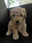 Maltipoo F1B red mix maltipoo & pudel toy
