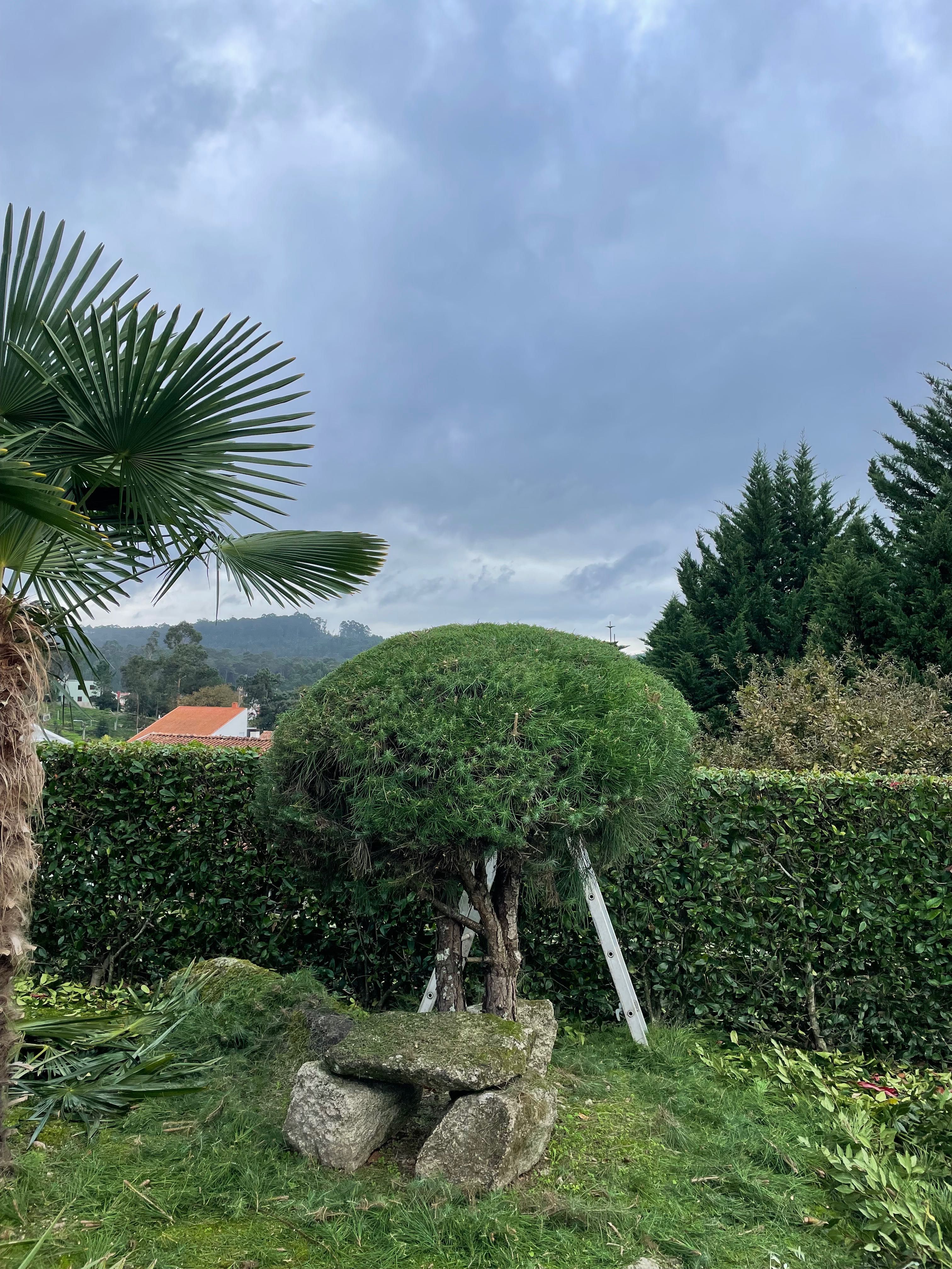 Serviços de jardinagem