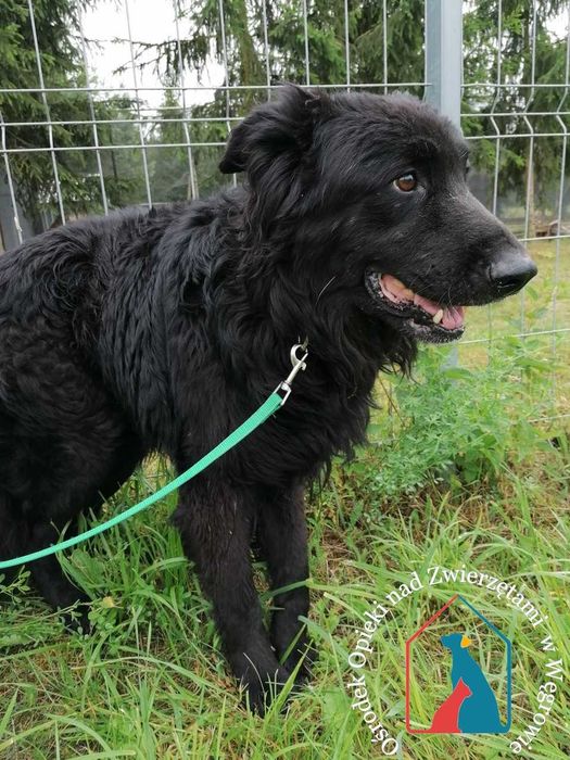 Piesek Doll suzka domu