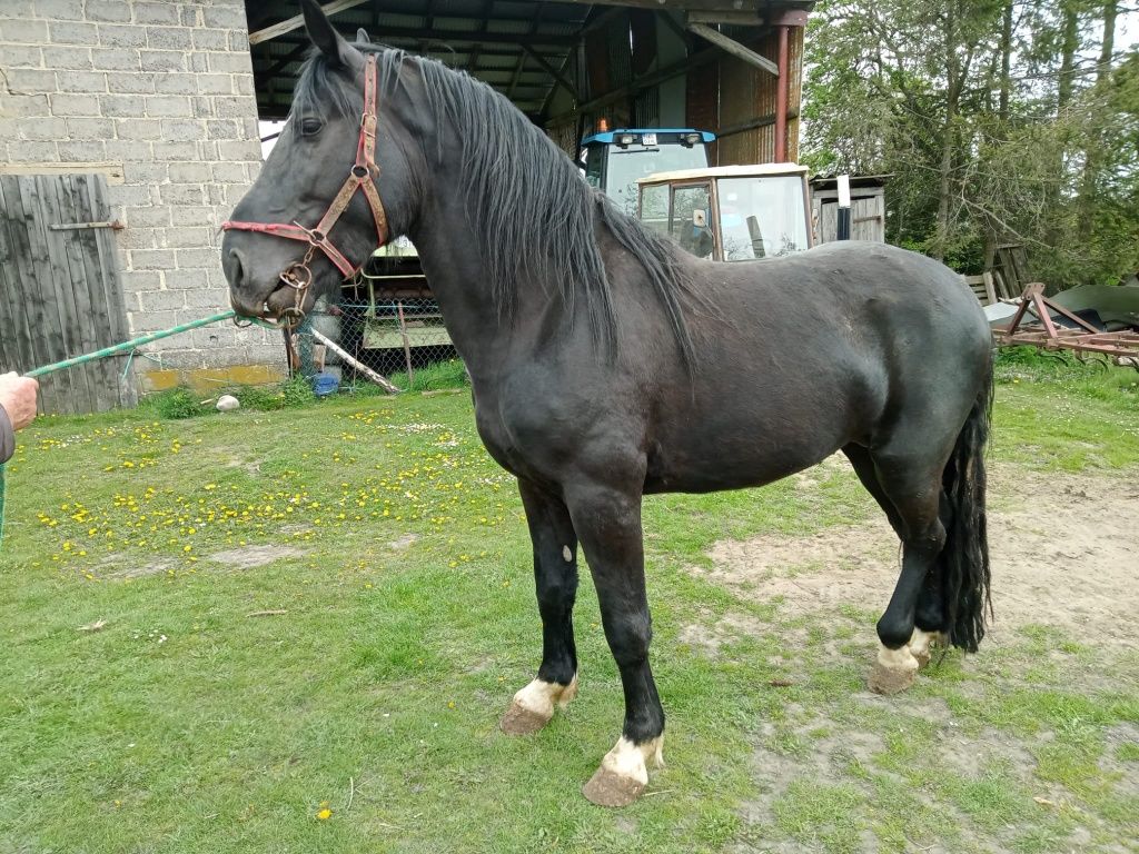 Ogier Śląski kary