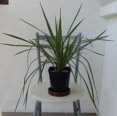 JUKA Yucca Faxoniana- mrozoodporna