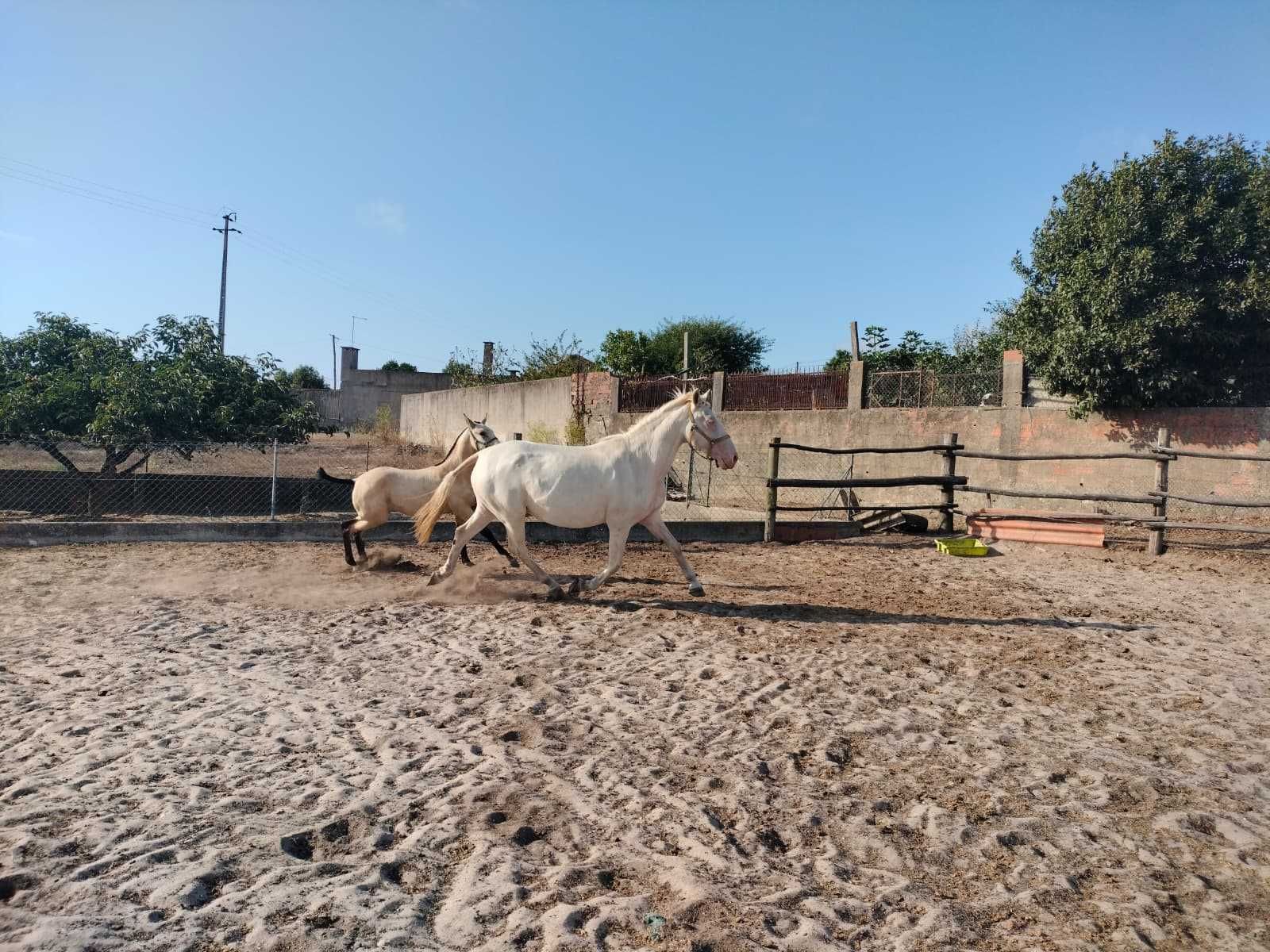 Égua Lusitana Isabel
