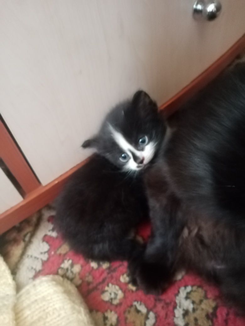 Котята отдам в очень добрый дом