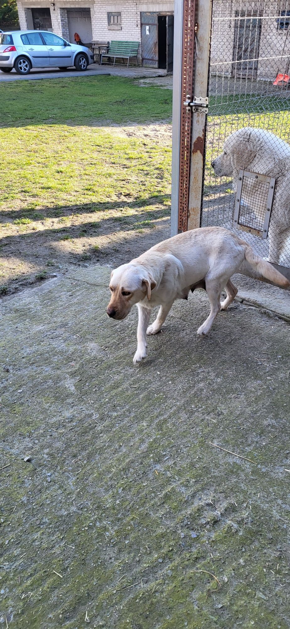 Oddam suczke mix labrador