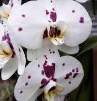 Орхидея фаленопсис Келлион Kellion