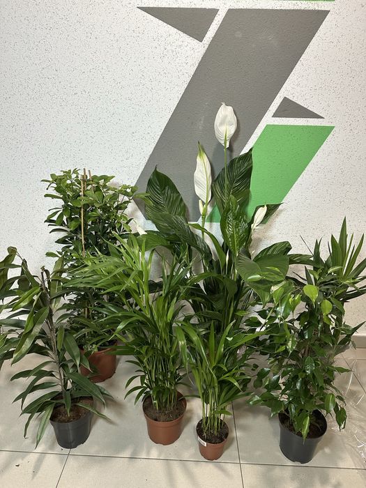 Аглонема Кротон Калатея Дифенбафія Сансівієрія Фікус  Маранта