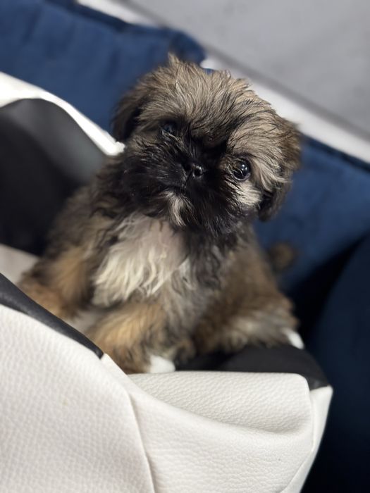 BIBI- urocza suczka Shih Tzu