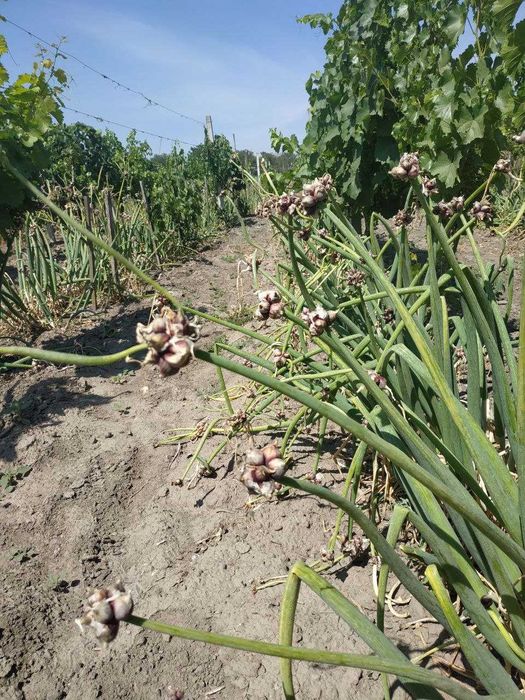 Лук многоярусный