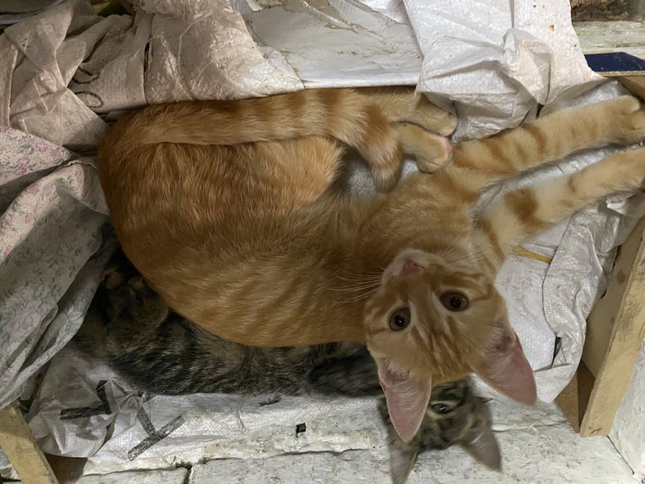 Кошенята підрощені