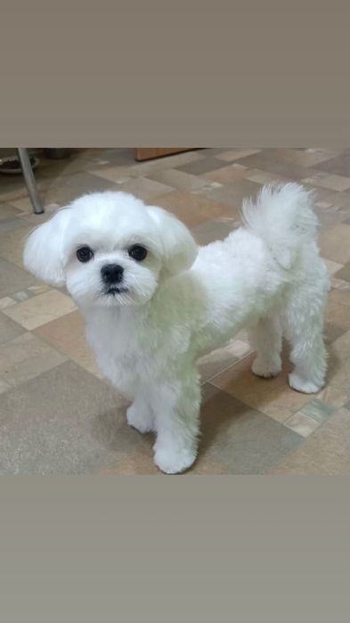 Вязка мальтезик два кг