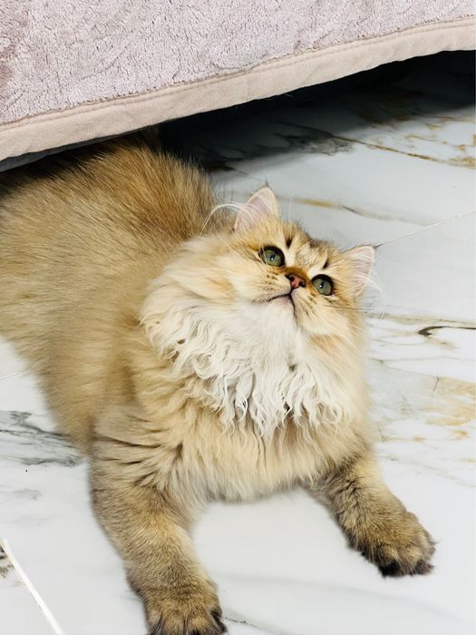 Британська золота шиншилла