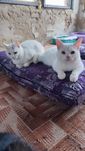 Білий котик шукає родину