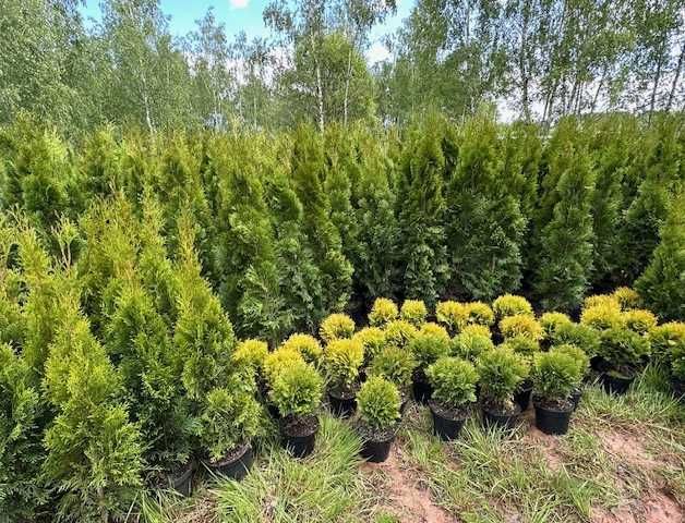 TUJA Szmaragd 120-130cm - Nowa Ruda - Ząbkowice Śląskie - detal - Tuje