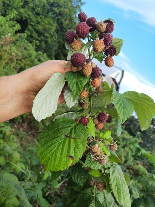 Малина ремонтантного сорту, яка плодоносить з липня до перших морозів.