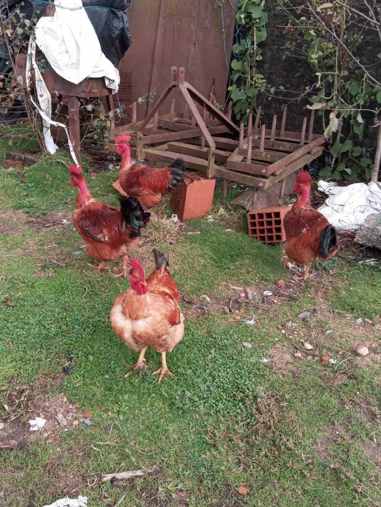 Vendo Galos criados ao ar livre