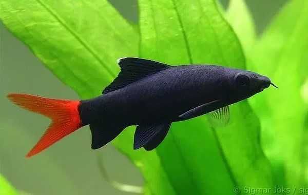 GB (Epalzeorhynchos bicolor) Labeo Grubowarg dwubarwny - dowóz ryb!