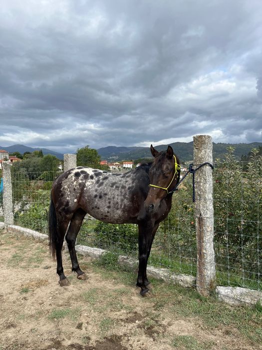 Égua appaloosa 4 anos
