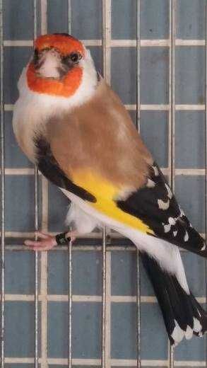 Pintassilgos major