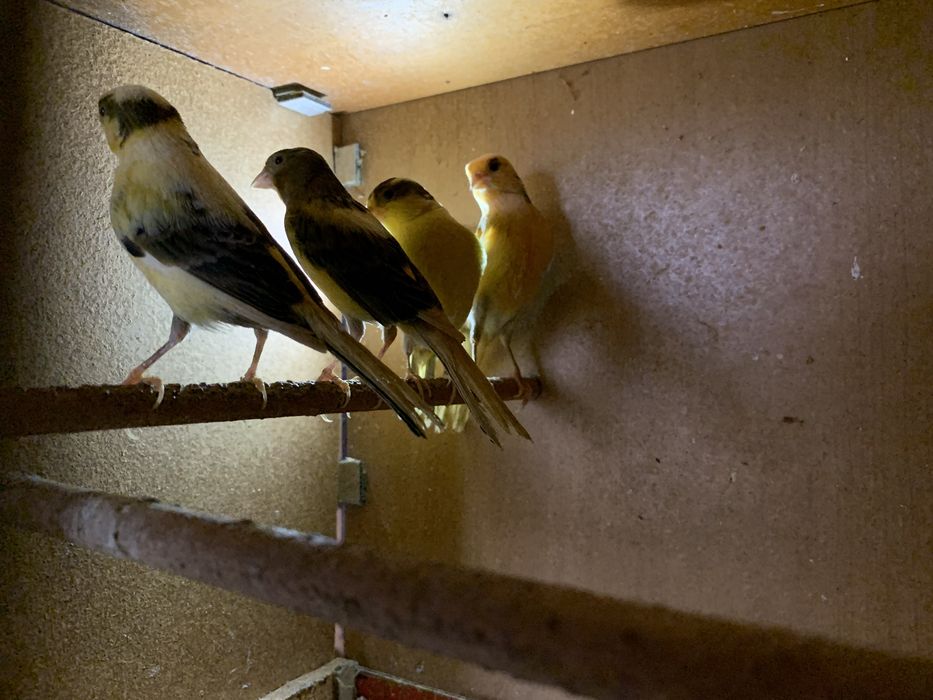 4 samce kanarki na śpiewie