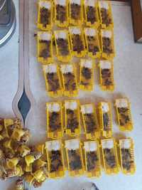 Бджолосімї,пчелосемьи,пчел,пчеломатки