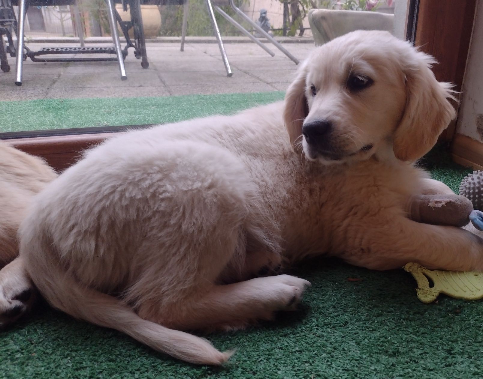 Golden Retriever suczka z rodowodem ZKwP/FCI