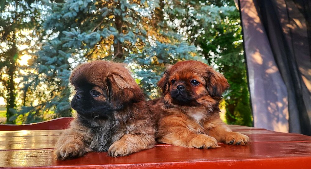 Urocze Szczenięta Pekińczyk  • GOTOWE DO ODBIORU •