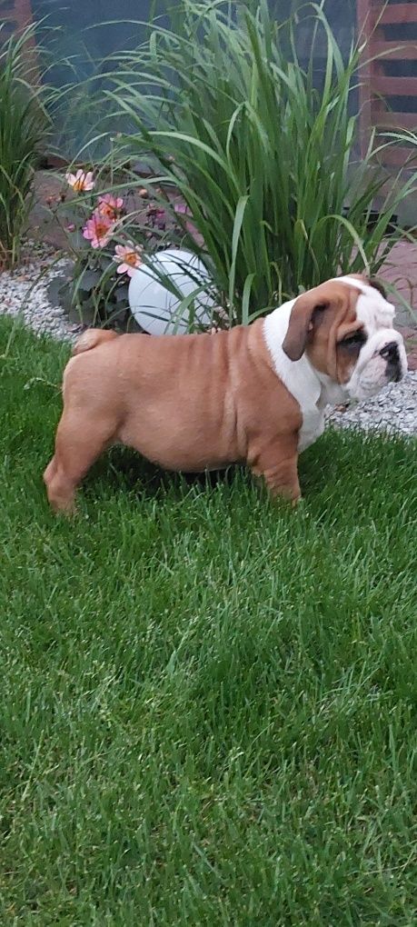 Buldog Angielski  ZKwP  FCI